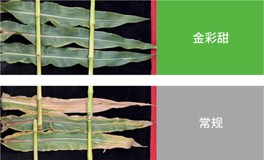 【官微SGC】春耕新品终稿1146 尊龙凯时人生就是搏(中国区)官方网站