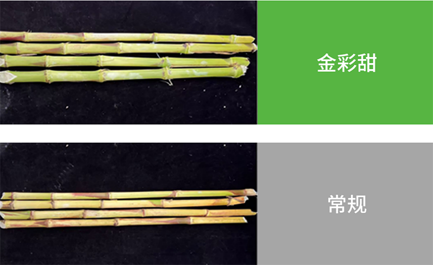 【官微SGC】春耕新品终稿1148 尊龙凯时人生就是搏(中国区)官方网站